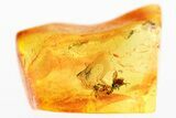 Detailed Fossil Fly in Baltic Amber #346655-1
